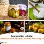 Fermentation in India How Traditional Ferments (Idli, Pickles) Are Going Gourmet